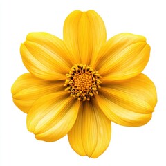 Obraz premium A yellow flower isolated on a transparent or white background, presented as a cutout PNG image.