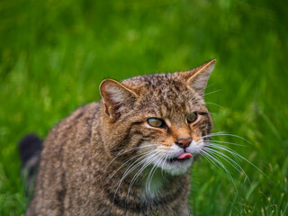Close Up of Female Scottish Wildcat