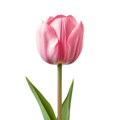 Naklejka premium pink tulip isolatedon white and transparent background