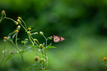 Butterfly on a red flower in the garden with green background
