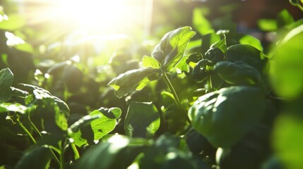 Fototapeta premium Vibrant Green Plants in Bright Sunlight