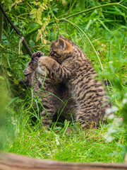 Scottish Wildcat Kitten Playing in Grass