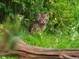 Scottish Wildcat Kitten Playing in Grass