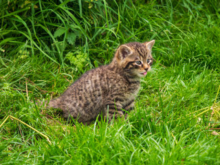 Scottish Wildcat Kitten Playing in Grass