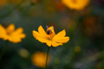 bee on flower