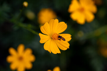 bee on flower