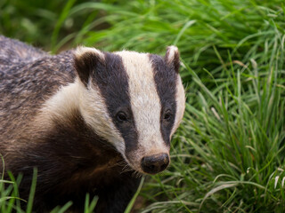 Badger ( Meles meles ) in Grass © Stephan Morris 