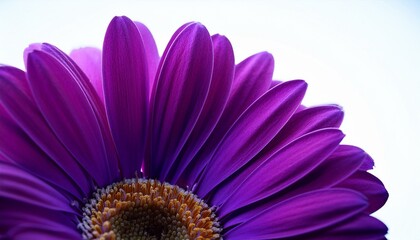 Obraz premium purple gerbera flower in the subject