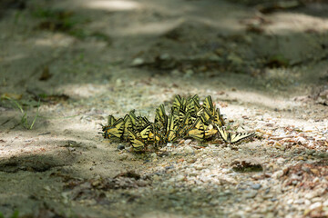 Puddling Yellowtail Butterflies in Forest
