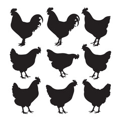 chicken silhouettes, set of chicken vector, silhouettes of hen chicken collection. silhouette chicken family