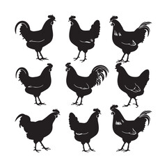 chicken silhouettes, set of chicken vector, silhouettes of hen chicken collection. silhouette chicken family