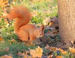 Red squirrel, Sciurus vulgaris. A squirrel runs through the grass and leaves looking for nuts