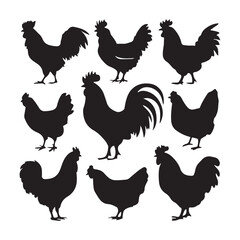 chicken silhouettes, set of chicken vector, silhouettes of hen chicken collection. silhouette chicken family