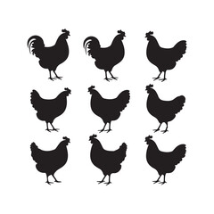 chicken silhouettes, set of chicken vector, silhouettes of hen chicken collection. silhouette chicken family