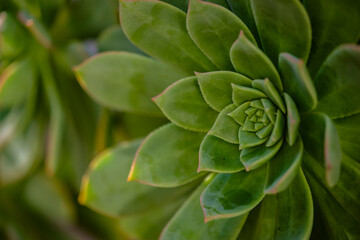 close up of a green succulent plant