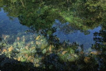 Nong Ya Plong Hot Springs ,
physically consists of warm springs found between a public land and National Forest. 
Yellow-green algae are found in the hot springs.
 Phetchaburi province ,Thailand 