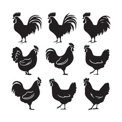 chicken silhouettes, set of chicken vector, silhouettes of hen chicken collection. silhouette chicken family