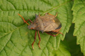 Closeup on a spiny or spiked shieldbug, Picromerus bidens on a green leaf