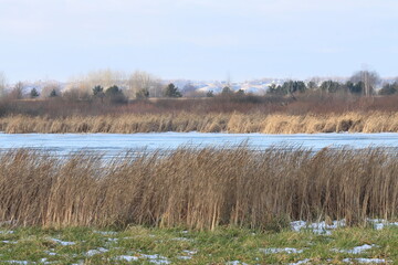 Frozen bog with dry sedge and dry reeds