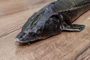 Fresh sturgeon fish on a cutting table in the kitchen