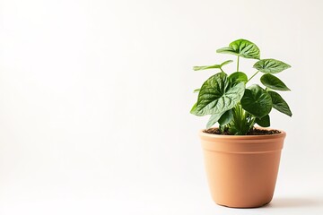 Fototapeta premium potted plant ideal for housewarming gifts placed on white background with plenty of space for creative additions
