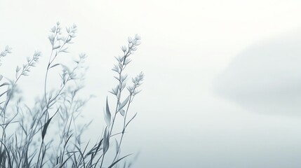 Obraz premium Delicate silhouettes of grass against a soft, misty background evoke tranquility and nature's beauty.