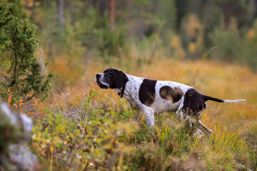 Dog english pointer