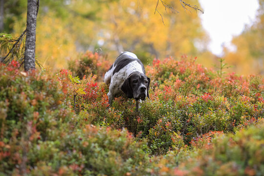 Dog english pointer