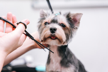 female groomer cuts a beautiful Yorkshire terrier dog with scissors and a trimmer in a dog salon