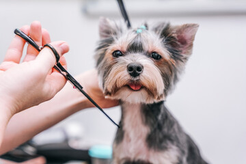 female groomer cuts a beautiful Yorkshire terrier dog with scissors and a trimmer in a dog salon