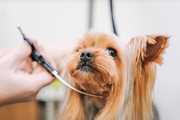 female groomer cuts a beautiful Yorkshire terrier dog with scissors and a trimmer in a dog salon