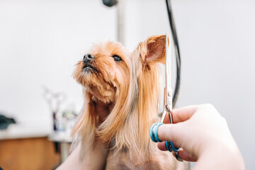 female groomer cuts a beautiful Yorkshire terrier dog with scissors and a trimmer in a dog salon