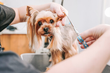 female groomer cuts a beautiful Yorkshire terrier dog with scissors and a trimmer in a dog salon