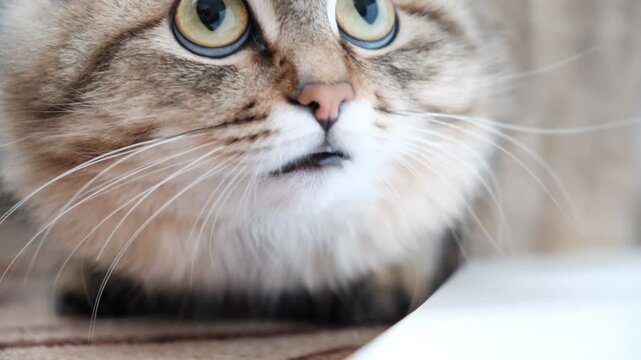 A wary cat carefully watches something, starring with intense. Close up. Animal Behavior