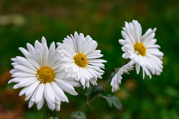 Obraz premium Beautiful white daisies blooming in a lush green garden during springtime