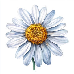 White Flower with Blue Petals and Yellow Center on a Plain Background for Botanical Art
