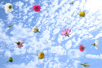 Spring and Summer flowers on a blue sky with clouds. Surreal aesthetic visual concept.