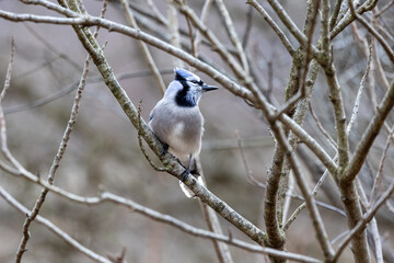 Bluejay perched in a tree