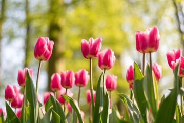 pink tulips in the garden
