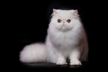 Pretty isolated Persian Cat male portrait in studio