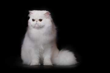 Pretty isolated Persian Cat male portrait in studio