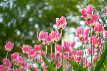 pink and white tulips