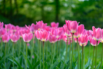 pink tulips in spring