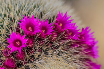 flowery cactus