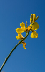 Flower ginesta