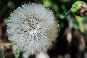 Dandelion (Taraxacum officinale)