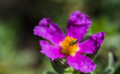 colorful wild flower