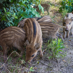 young boars