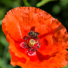Bee sucking on a poppy flower
