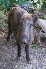 A menacing boar